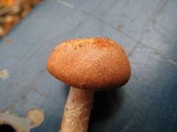Cystodermella granulosa image