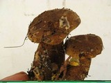 Tapinella atrotomentosa image