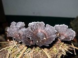 Thelephora caryophyllea image