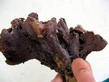 Gomphus clavatus image
