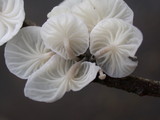 Hemimycena candida image