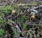 Galerina vittiformis image
