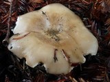 Clitocybe brunneocephala image