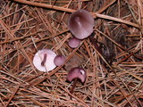 Mycena purpureofusca image