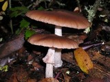 Psathyrella longistriata image