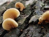 Crepidotus mollis image