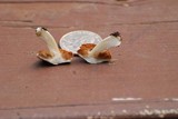 Inocybe geophylla image