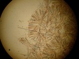 Sowerbyella rhenana image