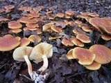 Gymnopilus sapineus image