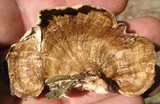 Hexagonia tenuis image