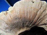 Hexagonia tenuis image