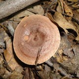 Lactarius quietus var. incanus image