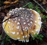 Amanita umbrinidisca image