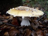 Amanita umbrinidisca image