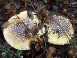 Amanita umbrinidisca image