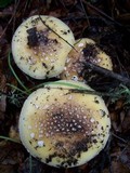 Amanita umbrinidisca image