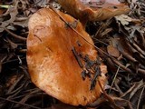 Tricholoma fracticum image