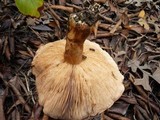 Tricholoma fracticum image
