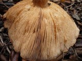Tricholoma fracticum image