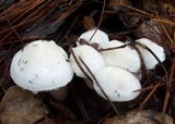 Hygrophorus eburneus image