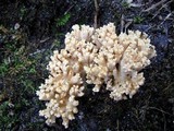 Ramaria caulifloriformis image
