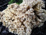 Ramaria caulifloriformis image