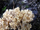 Ramaria caulifloriformis image
