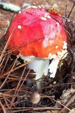 Amanita amerimuscaria image
