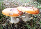 Amanita amerimuscaria image
