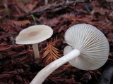 Clitocybe fragrans image