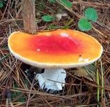 Amanita amerimuscaria image