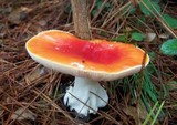Amanita amerimuscaria image