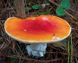 Amanita amerimuscaria image