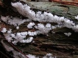 Ceratiomyxa fruticulosa var. fruticulosa image