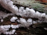 Ceratiomyxa fruticulosa var. fruticulosa image