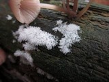 Ceratiomyxa fruticulosa var. fruticulosa image