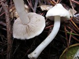 Inocybe geophylla image