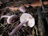 Inocybe griseolilacina image