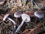 Inocybe griseolilacina image