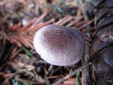 Inocybe griseolilacina image
