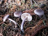 Inocybe griseolilacina image