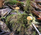 Galerina clavata image