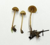 Galerina clavata image