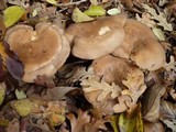 Clitocybe brunneocephala image