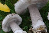 Amanita protecta image