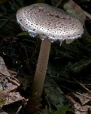 Macrolepiota clelandii image