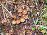 Hypholoma marginatum image