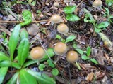 Hypholoma marginatum image