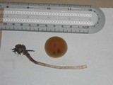 Hypholoma marginatum image