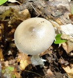 Amanita sect. Vaginatae image